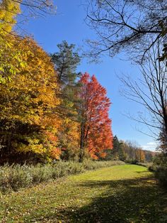 an empty road surrounded by trees with autumn foliage on the side and blue sky in the background