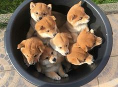 a group of puppies sitting in a bowl on top of a tile floor next to grass