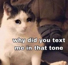 a black and white cat sitting on top of a couch with the caption, why did you text me in that tone?