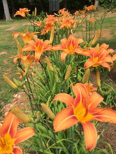 some orange flowers are growing in the grass