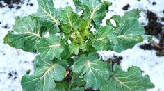 a plant with green leaves in the snow