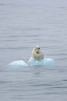 a polar bear sitting on top of an iceberg in the water with a quote above it