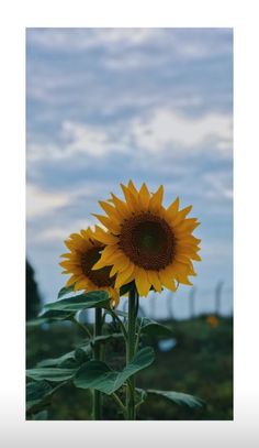 a large sunflower standing in the middle of a field with blue sky and clouds