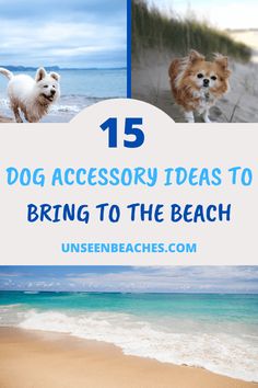 the beach with two dogs and text that reads 15 dog accessory ideas to bring to the beach