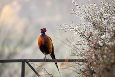 a bird sitting on top of a metal rail next to flowers and trees in the background