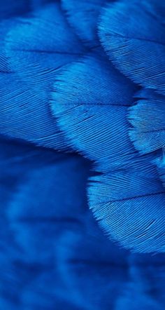 a close up view of a blue bird's feathers