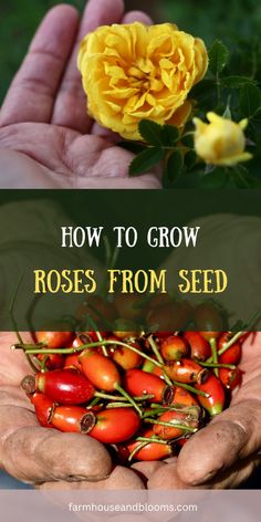 hands holding yellow flowers with the words how to grow roses from seed