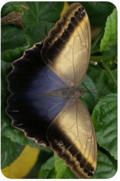 a brown and black butterfly sitting on top of green leaves