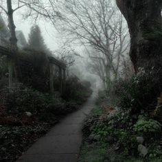 a foggy path leading to a house in the woods