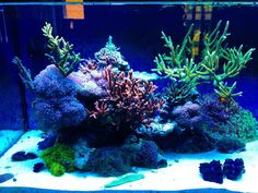 an aquarium filled with lots of different types of corals