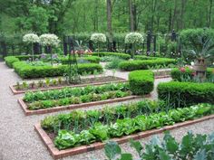 a garden filled with lots of green plants