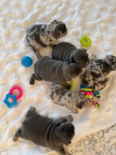 Pups hanging out in the weeping box Welping Box, Pup Party, Chubby Animals, French Bulldog Breed, Puppy Photography, Puppy Mom, Dog Mommy, Really Cute Puppies, Really Cute Dogs