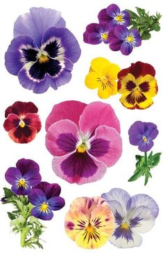 many different colored pansies on a white background