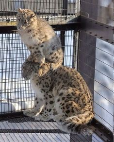 two snow leopards sitting on top of each other