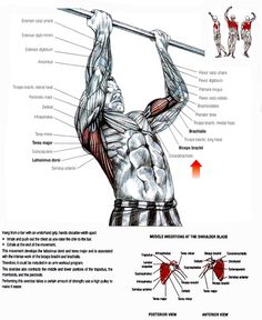 the muscles and their functions are labeled in this diagram, which shows how they work