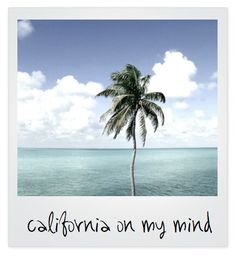 a palm tree on the beach with people in the water and blue sky behind it