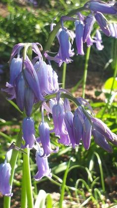 some purple flowers are growing in the grass