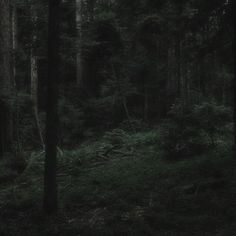 a dark forest with lots of trees and grass