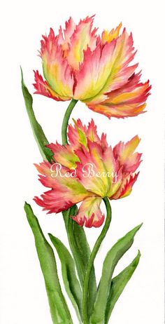 two pink and yellow flowers with green stems on a white background, watercolor painting