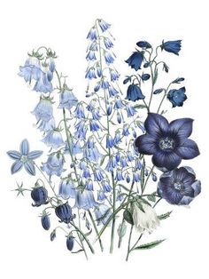 an image of blue flowers on a white background