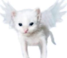 a white cat with angel wings on its head and tail, looking at the camera