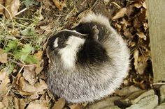 a baby raccoon is curled up in the leaves on the ground next to a wooden post