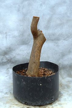 a small tree in a black pot on a white background