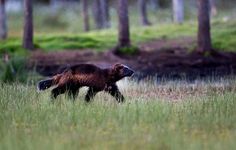 a brown bear walking across a lush green field