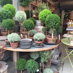 many potted plants are sitting on a table