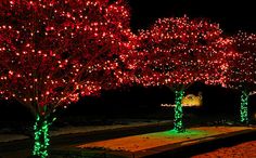 lighted trees with green and red lights at night