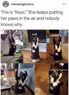 Two Black Cats, Chonky Cat, Unusual Animal Friendships, Animal Friendships, Funny Cat Meme, Not Surprised, Cute Animal Memes, Funny Animal Photos