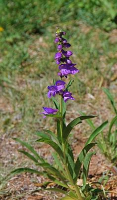 a purple flower is growing in the grass