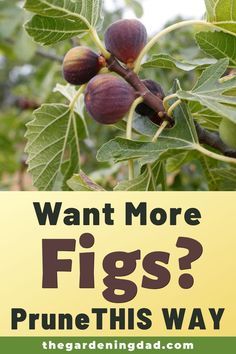 an image of figs on the tree with text reading want more figs? prune this way