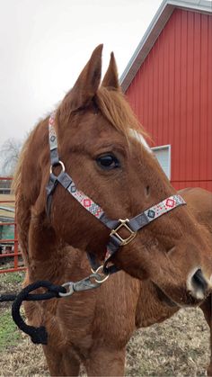 a brown horse standing next to a red barn