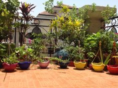 many potted plants on the ground in front of a building