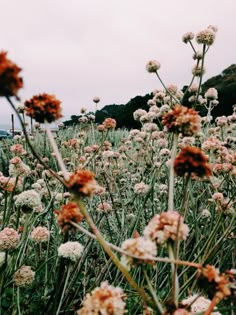 a field filled with lots of white and brown flowers