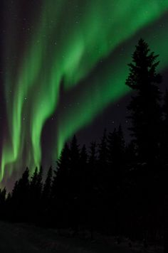 the aurora bore is visible in the night sky above some trees and snow covered ground