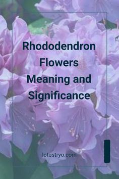 purple flowers with the words rhododendron flowers meaning and significance on it