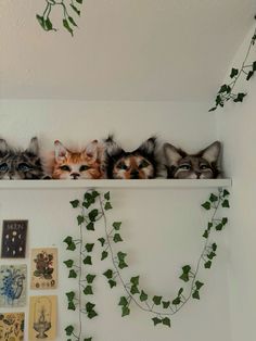 four kittens are sitting on top of a shelf