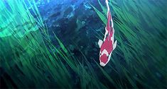 a red and white fish floating in the water near some tall green grass with blue sky behind it