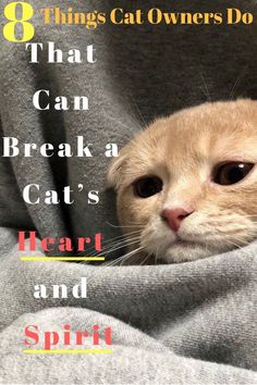 an orange cat peeking out from behind a blanket with the words 8 things cat owners do that can break a cat's heart and spirit