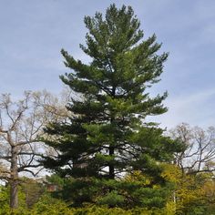 a large pine tree in the middle of a field