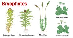 different types of plants and their names