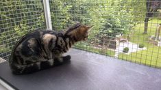 a cat sitting on top of a window sill next to a wire mesh fence