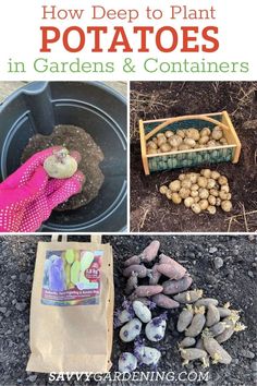 how to plant potatoes in containers and containers