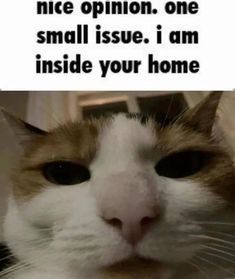 a close up of a cat's face with the caption that reads, i have no idea what this is