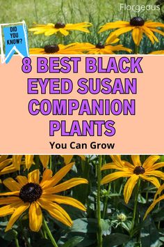 Black Eyed Susan Companion Plants Black Eye Susan, Black Eyed Susan Flower, Planting Marigolds, Black Eyed Susans, Wild Flower Meadow, Companion Plants, Attract Pollinators, Greenhouse Gardening, Plant Combinations