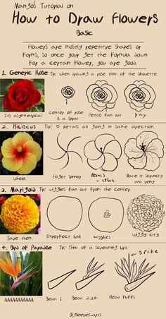 how to draw flowers for beginners with step by step instructions on how to draw flowers