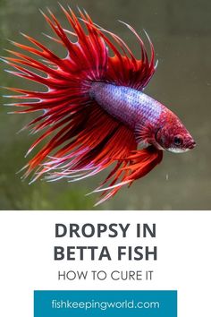 a red and blue betta fish with text overlay