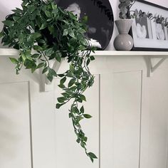 a potted plant sitting on top of a white shelf